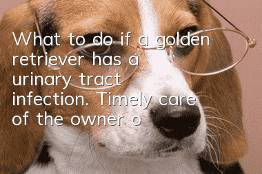 What to do if a golden retriever has a urinary tract infection. Timely care of the owner of a urinary tract infection is crucial!
