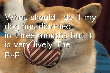 What should I do if my dog ​​has diarrhea in three months but it is very lively? The puppy’s stomach is still very fragile!