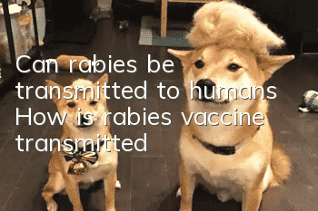 Can rabies be transmitted to humans? How is rabies vaccine transmitted?