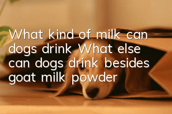What kind of milk can dogs drink? What else can dogs drink besides goat milk powder?