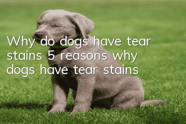 Why do dogs have tear stains? 5 reasons why dogs have tear stains