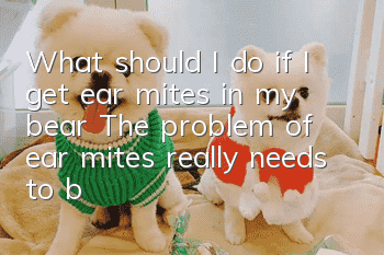 What should I do if I get ear mites in my bear? The problem of ear mites really needs to be dealt with in time!