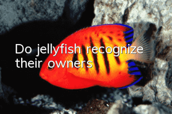 Do jellyfish recognize their owners?