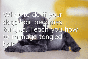What to do if your dog’s hair becomes tangled. Teach you how to manage tangled hair.