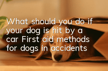 What should you do if your dog is hit by a car? First aid methods for dogs in accidents