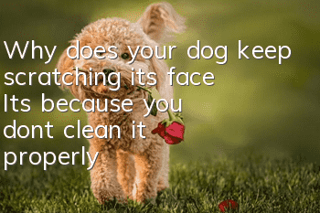 Why does your dog keep scratching its face? It’s because you don’t clean it properly!