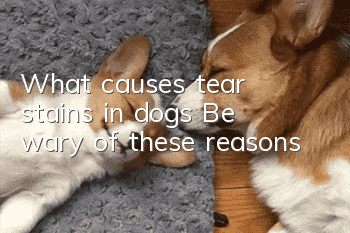 What causes tear stains in dogs? Be wary of these reasons