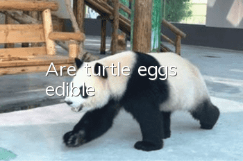 Are turtle eggs edible?