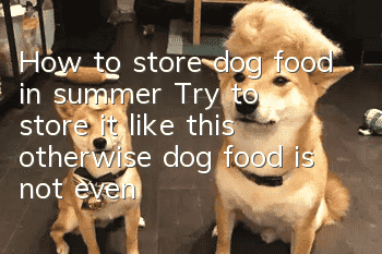 How to store dog food in summer? Try to store it like this, otherwise dog food is not even as good as steamed buns!
