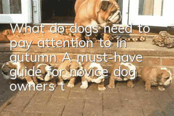 What do dogs need to pay attention to in autumn? A must-have guide for novice dog owners to care for their dogs in autumn.