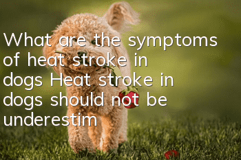 What are the symptoms of heat stroke in dogs? Heat stroke in dogs should not be underestimated