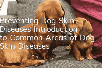 Preventing Dog Skin Diseases Introduction to Common Areas of Dog Skin Diseases