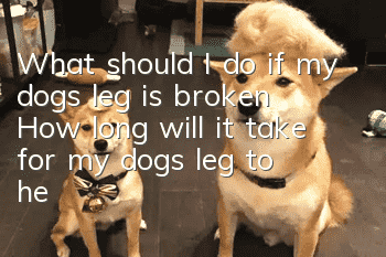 What should I do if my dog’s leg is broken? How long will it take for my dog’s leg to heal?