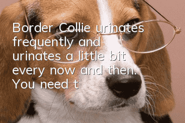 Border Collie urinates frequently and urinates a little bit every now and then. You need to know the reason for frequent urination first!