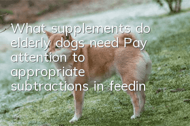 What supplements do elderly dogs need? Pay attention to appropriate subtractions in feeding