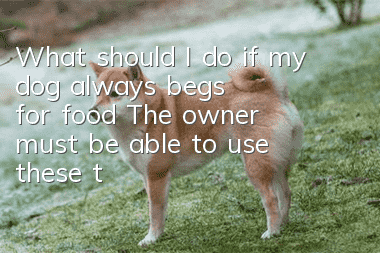 What should I do if my dog ​​always begs for food? The owner must be able to use these three points.