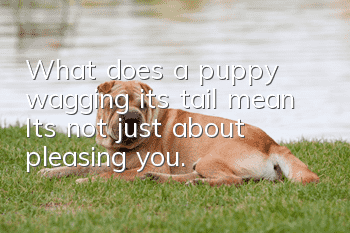 What does a puppy wagging its tail mean? It’s not just about pleasing you.