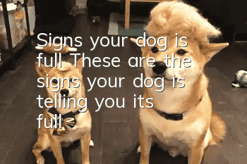 Signs your dog is full: These are the signs your dog is telling you it’s full!