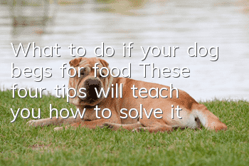 What to do if your dog begs for food? These four tips will teach you how to solve it