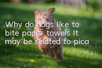 Why do dogs like to bite paper towels? It may be related to pica