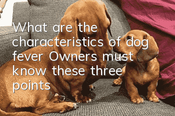 What are the characteristics of dog fever? Owners must know these three points