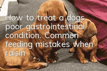 How to treat a dog’s poor gastrointestinal condition. Common feeding mistakes when raising dogs