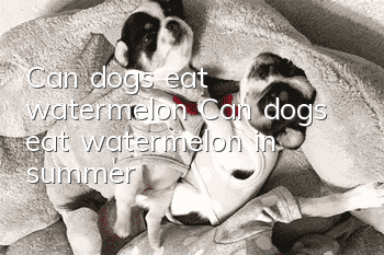 Can dogs eat watermelon? Can dogs eat watermelon in summer?