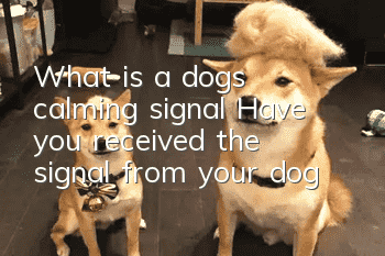 What is a dog’s calming signal? Have you received the signal from your dog?