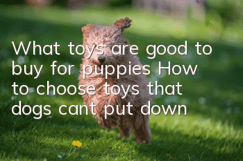 What toys are good to buy for puppies? How to choose toys that dogs can’t put down?