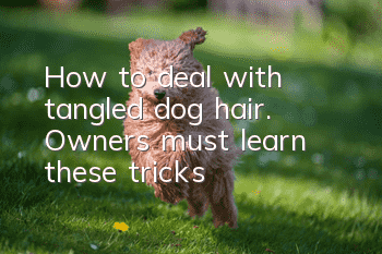 How to deal with tangled dog hair. Owners must learn these tricks