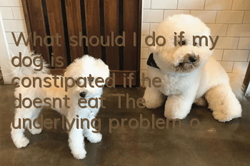 What should I do if my dog is constipated if he doesn’t eat? The underlying problem of constipation needs to be improved!