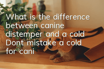 What is the difference between canine distemper and a cold? Don’t mistake a cold for canine distemper