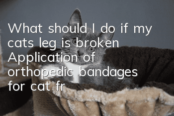 What should I do if my cat’s leg is broken? Application of orthopedic bandages for cat fractures!