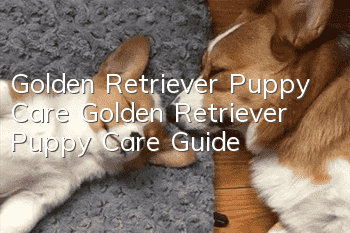 Golden Retriever Puppy Care Golden Retriever Puppy Care Guide