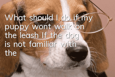 What should I do if my puppy won’t walk on the leash? If the dog is not familiar with the leash, it needs training!