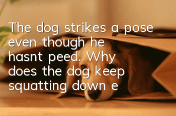 The dog strikes a pose even though he hasn’t peed. Why does the dog keep squatting down even though he hasn’t peed?