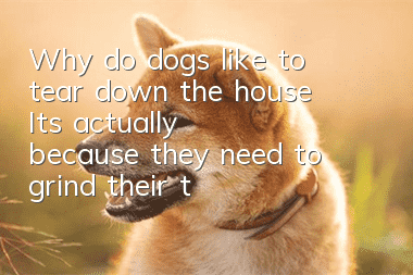 Why do dogs like to tear down the house? It’s actually because they need to grind their teeth
