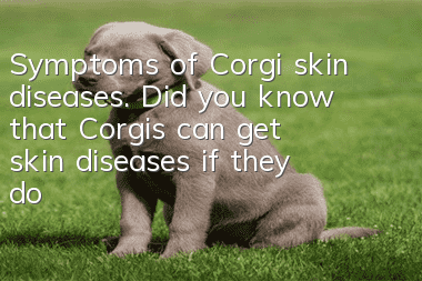Symptoms of Corgi skin diseases. Did you know that Corgis can get skin diseases if they don’t go out?