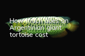 How much does an Argentinian giant tortoise cost?