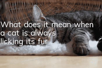 What does it mean when a cat is always licking its fur?