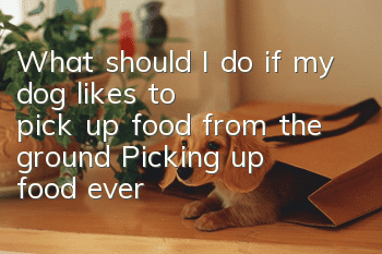 What should I do if my dog ​​likes to pick up food from the ground? Picking up food everywhere is not a good habit.