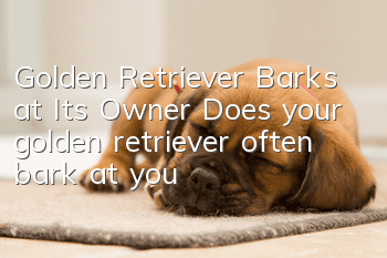 Golden Retriever Barks at Its Owner Does your golden retriever often bark at you?
