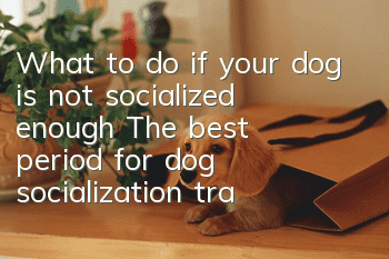 What to do if your dog is not socialized enough? The best period for dog socialization training