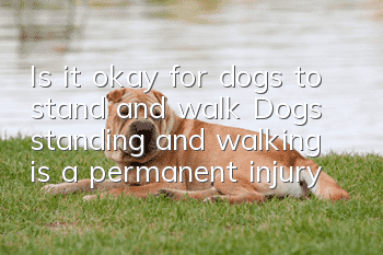 Is it okay for dogs to stand and walk? Dogs standing and walking is a permanent injury