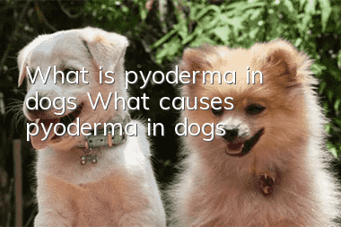 What is pyoderma in dogs? What causes pyoderma in dogs?