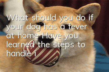 What should you do if your dog has a fever at home? Have you learned the steps to handle it at home?