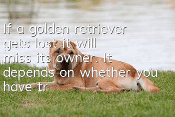If a golden retriever gets lost, it will miss its owner. It depends on whether you have trained it well enough!