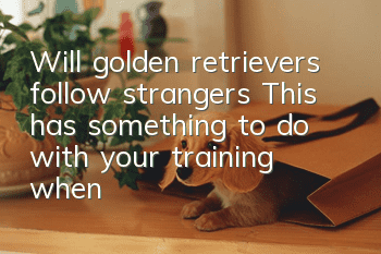 Will golden retrievers follow strangers? This has something to do with your training when golden retrievers were young!
