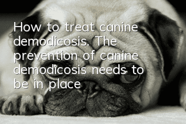 How to treat canine demodicosis. The prevention of canine demodicosis needs to be in place!