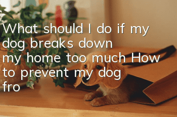 What should I do if my dog ​​breaks down my home too much? How to prevent my dog ​​from tearing down my home?